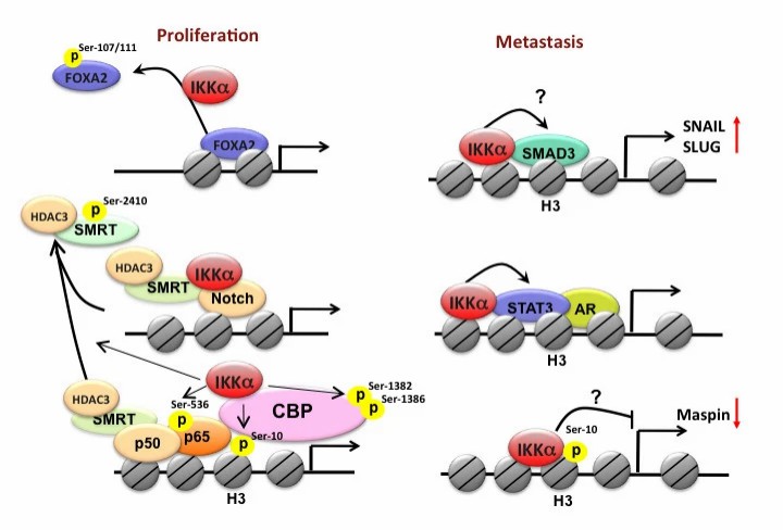 Nuclear IKKα and tumor progression.